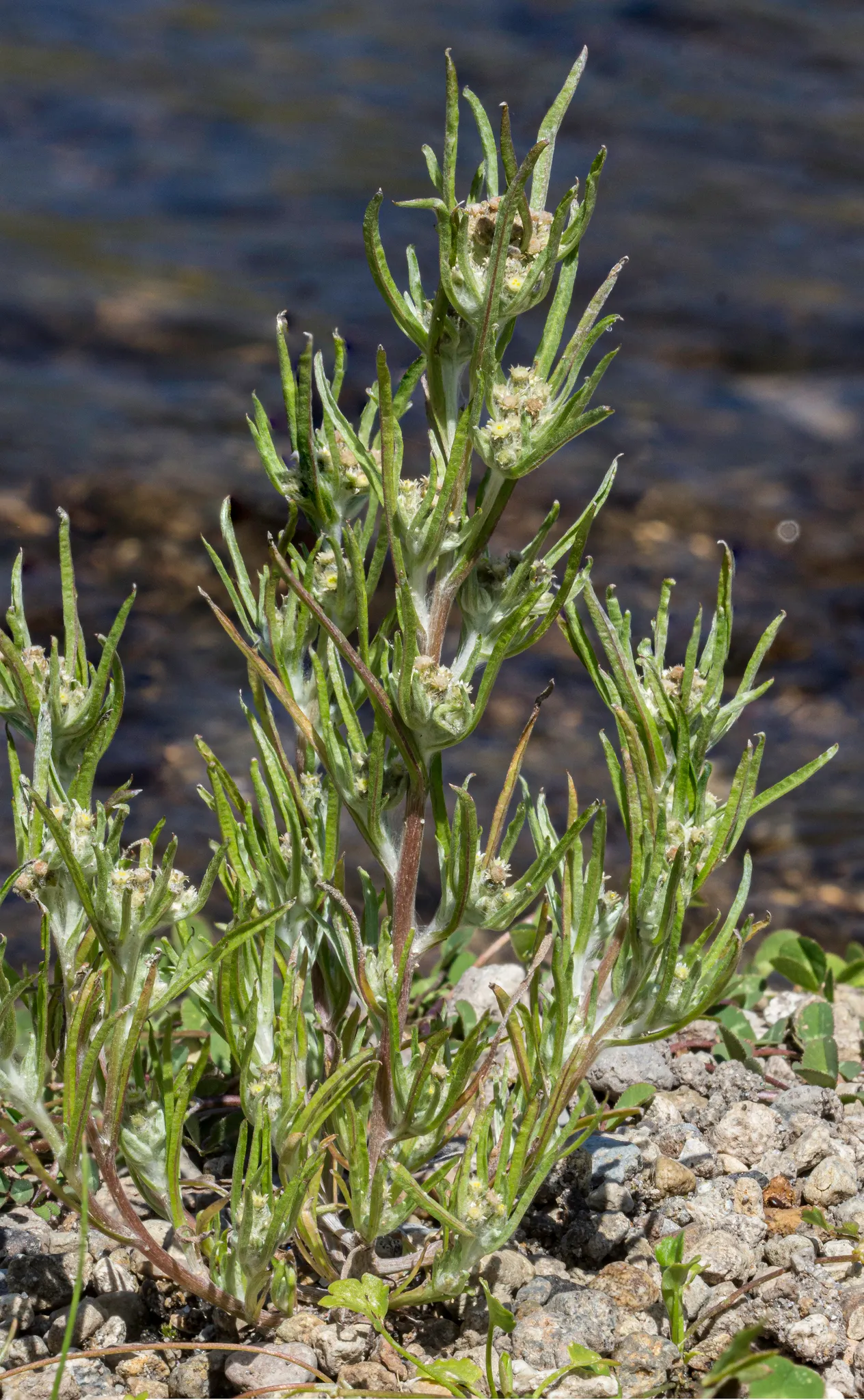 Slender Cudweed