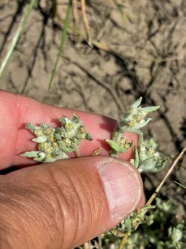 Western Marsh Cudweed — photo by Jon Aull