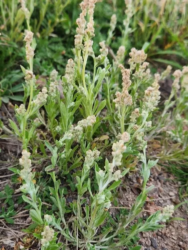 Many Stem Cudweed