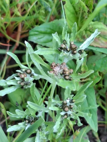 Marsh Cudweed