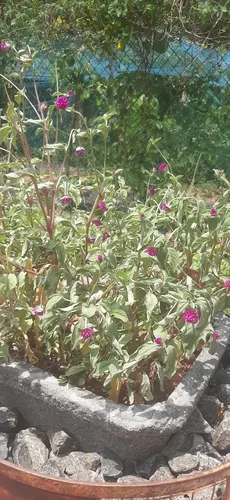 Common Globe Amaranth