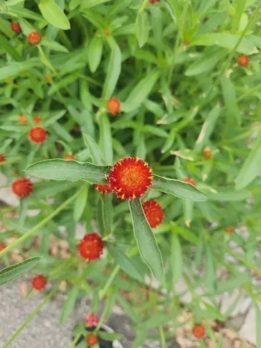 Rio Grande Globe Amaranth