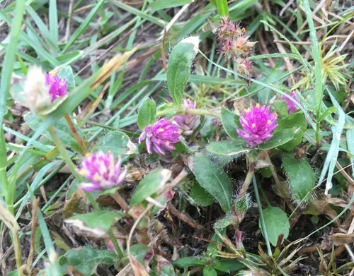 Nealley's Globe Amaranth