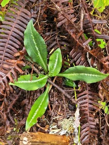 Western Rattlesnake Plantain