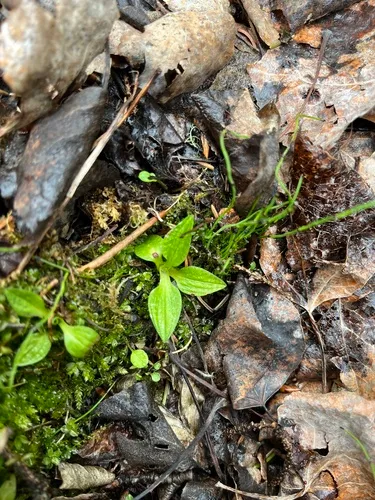 Lesser Rattlesnake Plantain