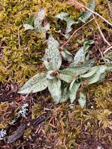 Checkered Rattlesnake Plantain
