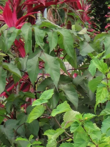 Creole Cotton — photo by Guillaume Léotard