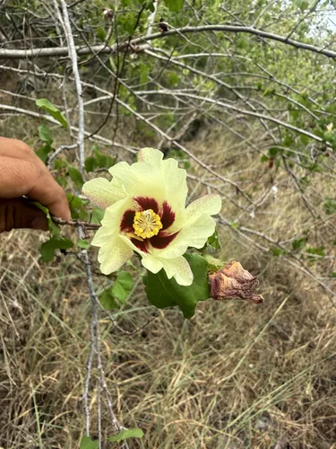 Upland Cotton