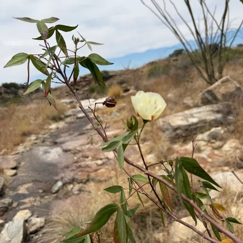 Thurber's Cotton