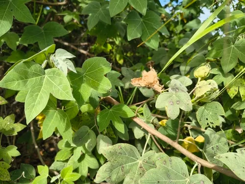 Hawai'ian Cotton