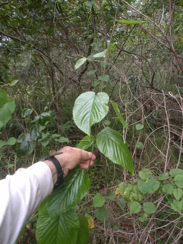 Oahu Chewstick