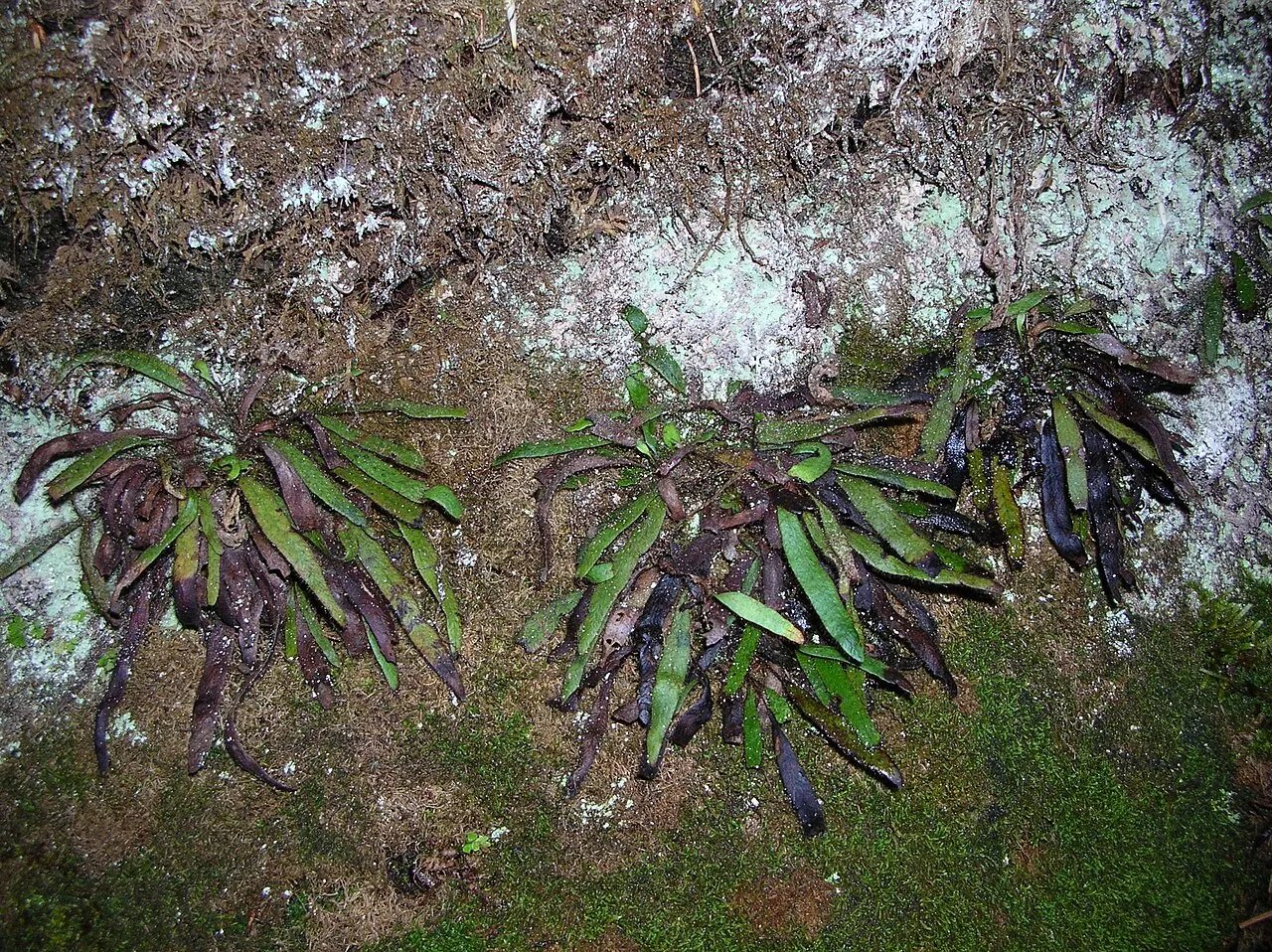 Hooker's Dwarf Polypody — photo by Forest and Kim Starr