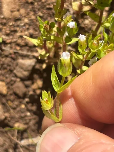 Bractless Hedgehyssop