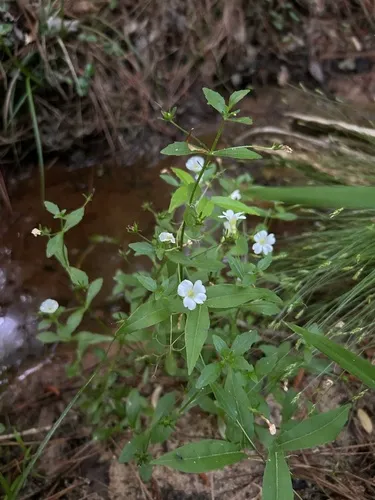 Florida Hedgehyssop