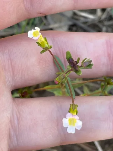 Granite Hedgehyssop