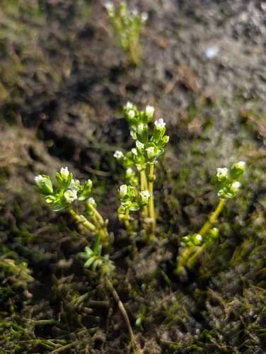 Boggs Lake Hedgehyssop