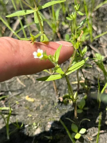 Clammy Hedgehyssop