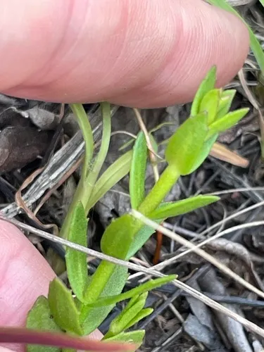 Branched Hedgehyssop