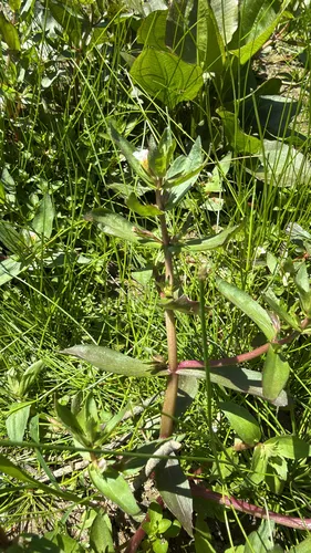 Roundfruit Hedgehyssop