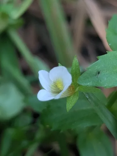 Short's Hedgehyssop — photo by Iris V. Copen