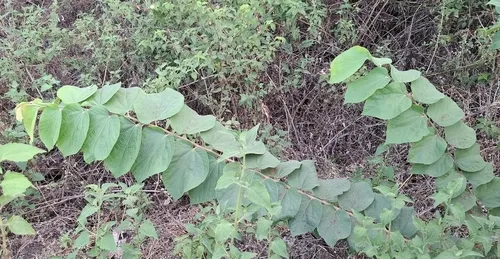 Phalsa — photo by abhigandhi