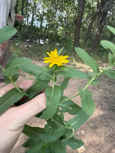 Lonestar Gumweed