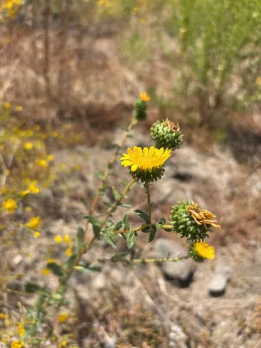 Great Valley Gumweed — photo by Sophie
