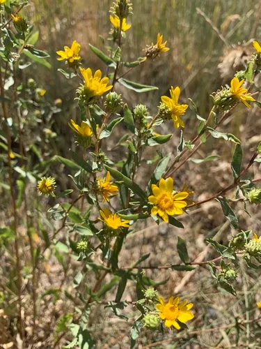 Reclined Gumweed — photo by Sequoia Janirella Wrens