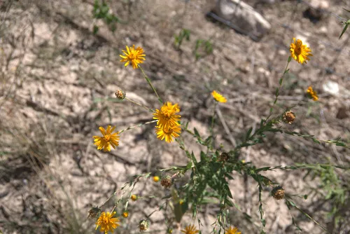 Manyray Gumweed — photo by Eric Knight