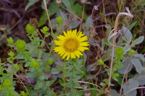 Havard's Gumweed — photo by Michelle W. (鍾偉瑋)