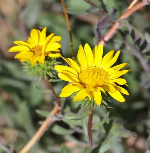 Hairy Gumweed — photo by John Hibbard