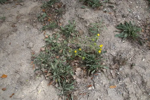Colorado Gumweed