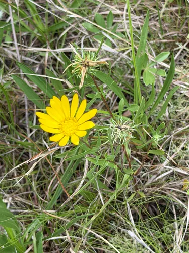 Narrowleaf Gumweed (var. lanceolata) — photo by Wes