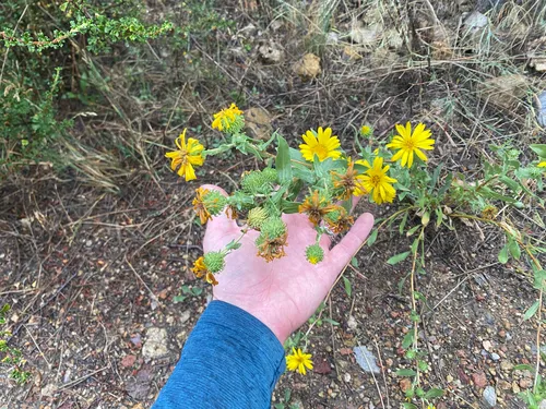 Idaho Gumweed — photo by Eric Gren