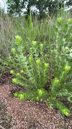 Curlytop Gumweed