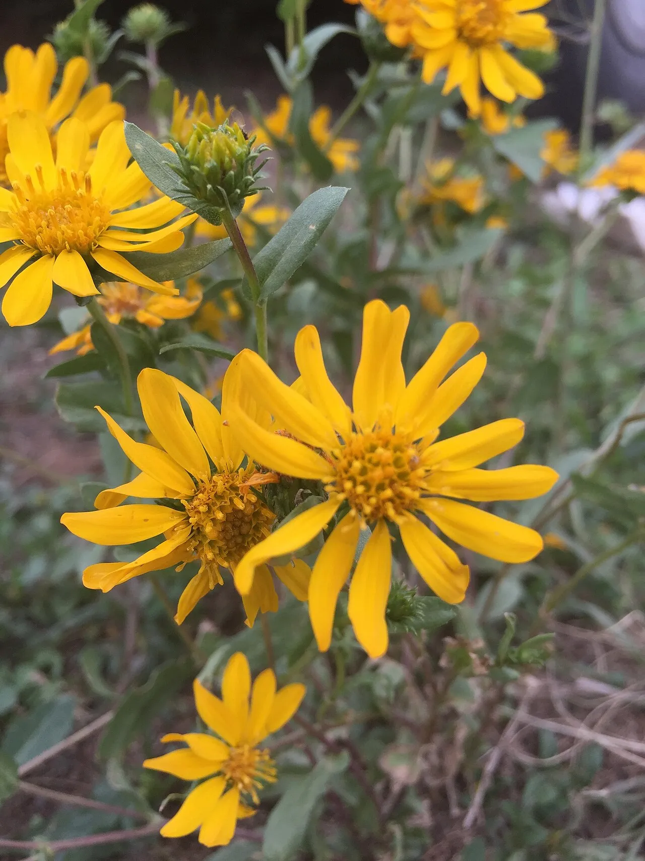 Mexican Gumweed — photo by (c) Oscar C. González Martínez, some rights reserved (CC BY-SA)