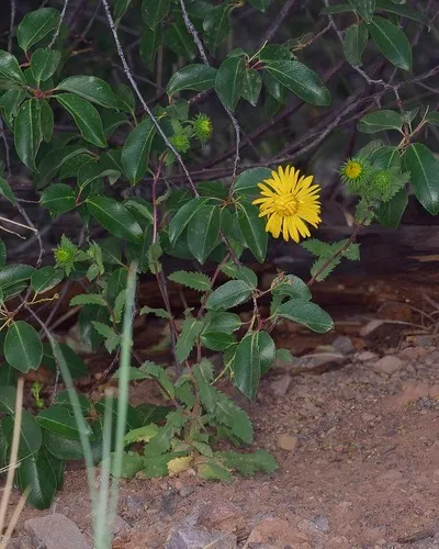 Rough Gumweed — photo by Michelle W. (鍾偉瑋)