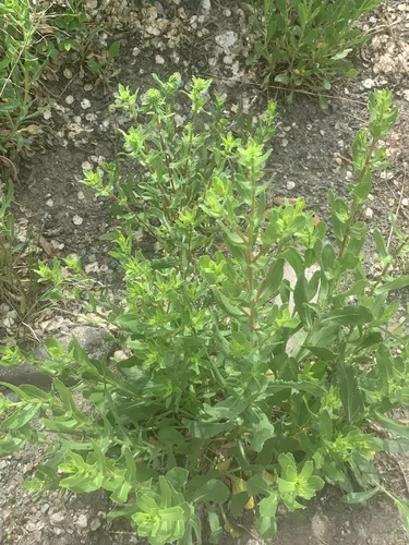 Curlycup Gumweed