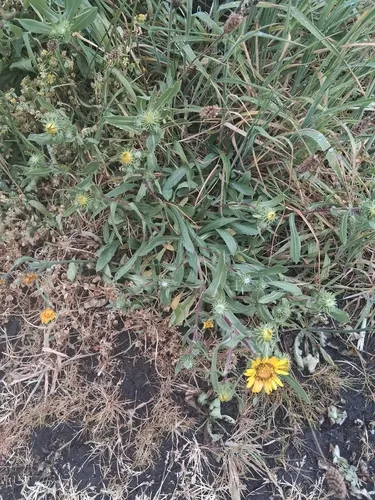 Oregon Gumweed — photo by benmilligan