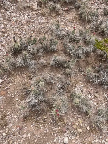 Devil Cholla