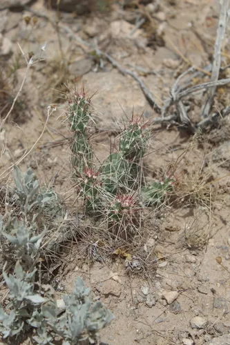 Graham's Pricklypear