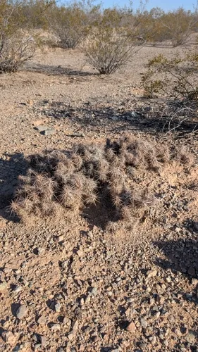 Devil's Cholla