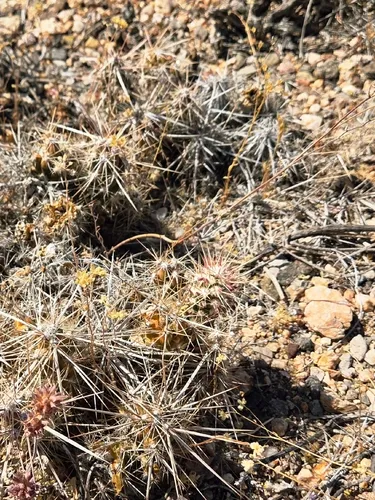 Matted Cholla