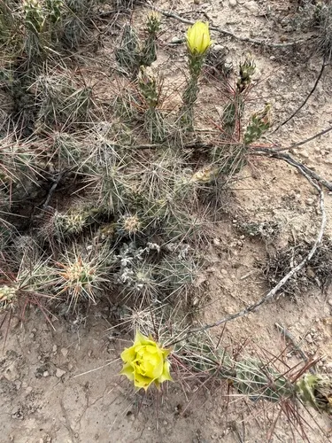 Big Bend Pricklypear