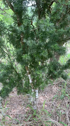 Texas Lignum-vitae