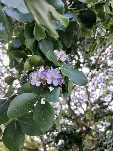 Lignum-vitae
