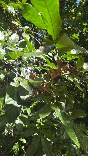 American Muskwood