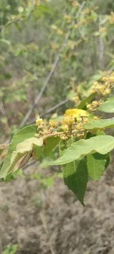 Bastardcedar — photo by Alejandro Aguilar Fernández