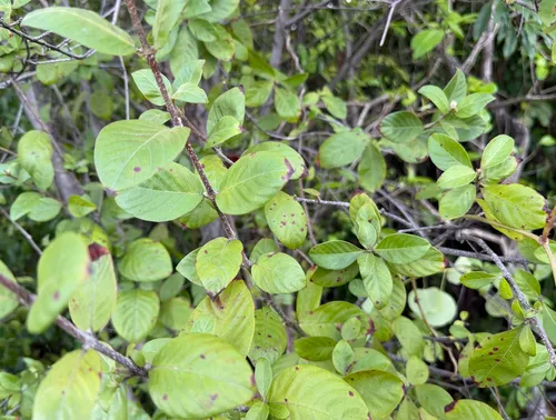 Hammock Velvetseed