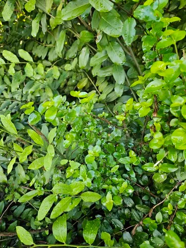 Cucubano De Vieques — photo by Robin Heymans
